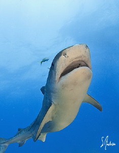 Its Emma and she is big and beautiful! This image was tak... by Steven Anderson 